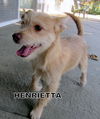 Henrietta (Puppy)