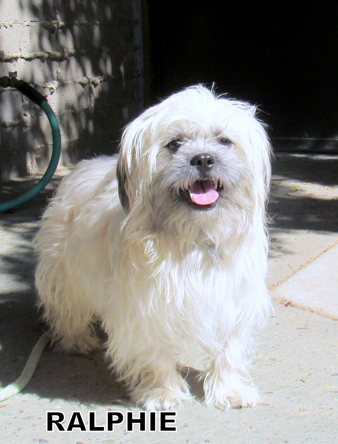 Chien Rizzy Ralphie (Ritzy)'s Web Page