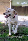 Stella