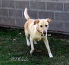 Stella