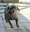 Gordie