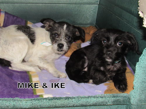 Mike and Ike (Puppy)