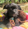 Mike and Ike (Puppy)