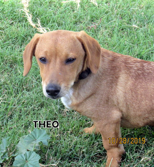 Theo