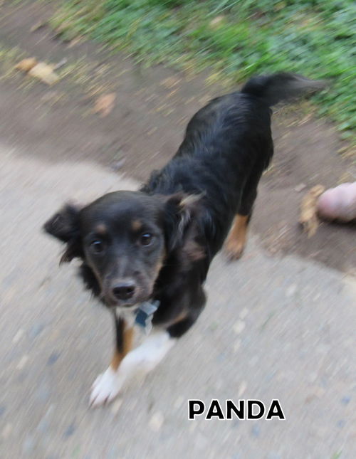 Panda