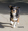 Dante (Ritzy)