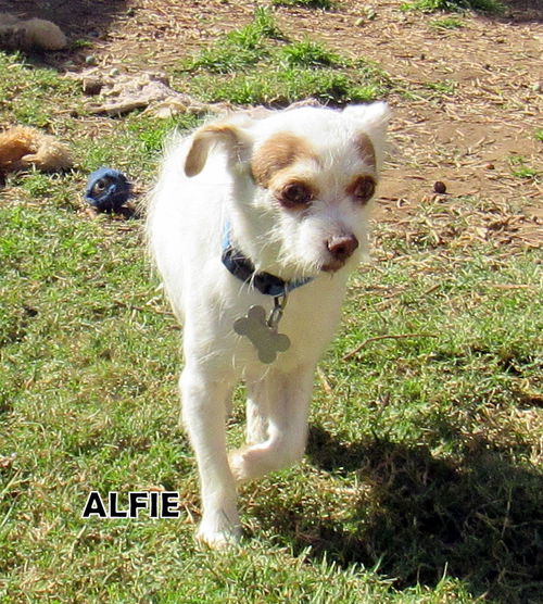 Alfie