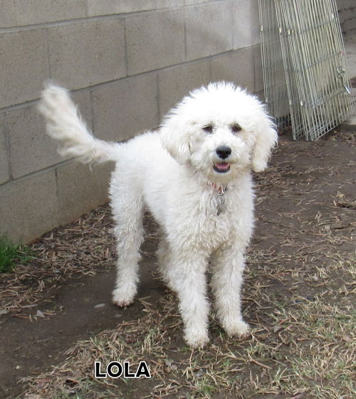 Lola (Ritzy)