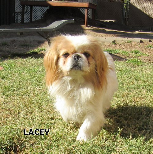 Lacey (Ritzy)