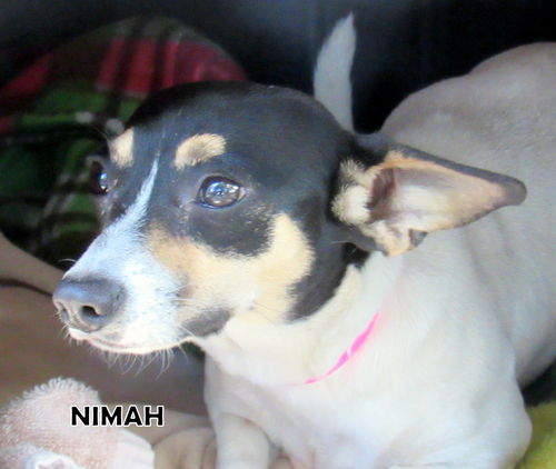 Nimah