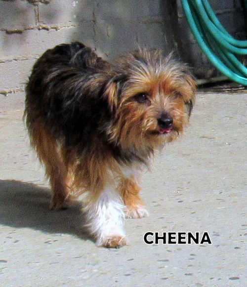 Cheena