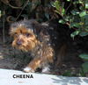 Cheena