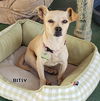 Bitsy