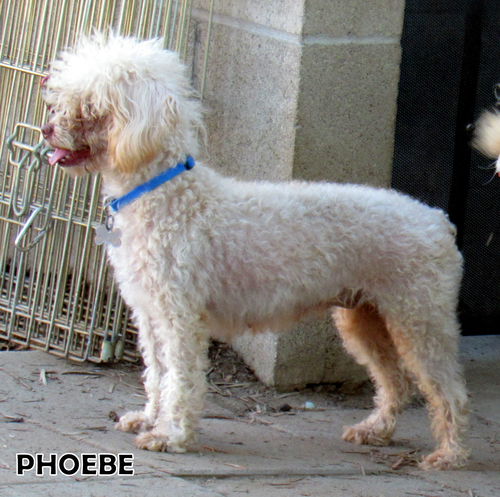 Phoebe(Ritzy)