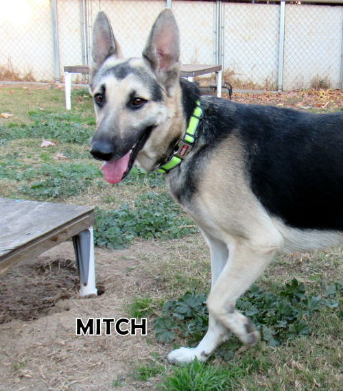 Mitch