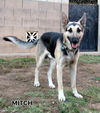 Mitch