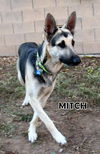 Mitch