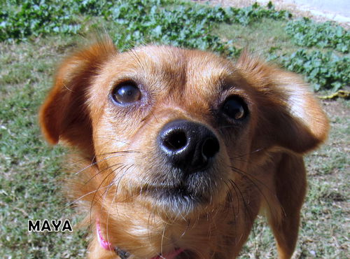 Maya