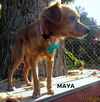 Maya