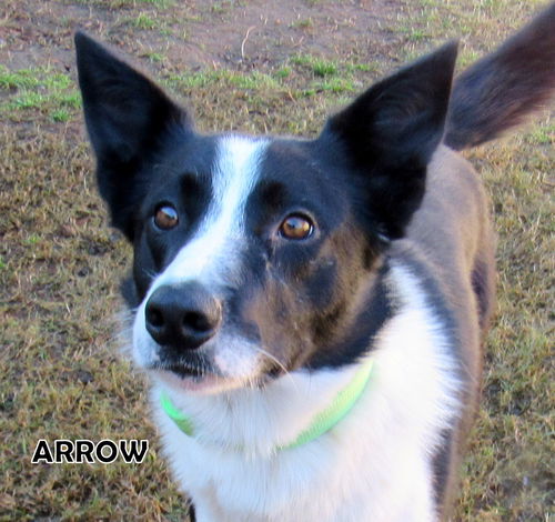 Arrow (Ritzy)