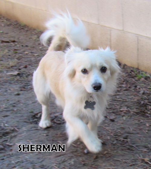 Sherman