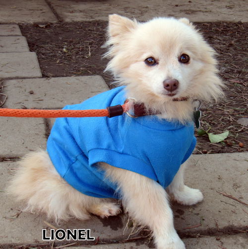 Lionel (GrandPaws)