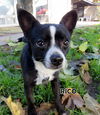 Rico