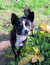 Rico