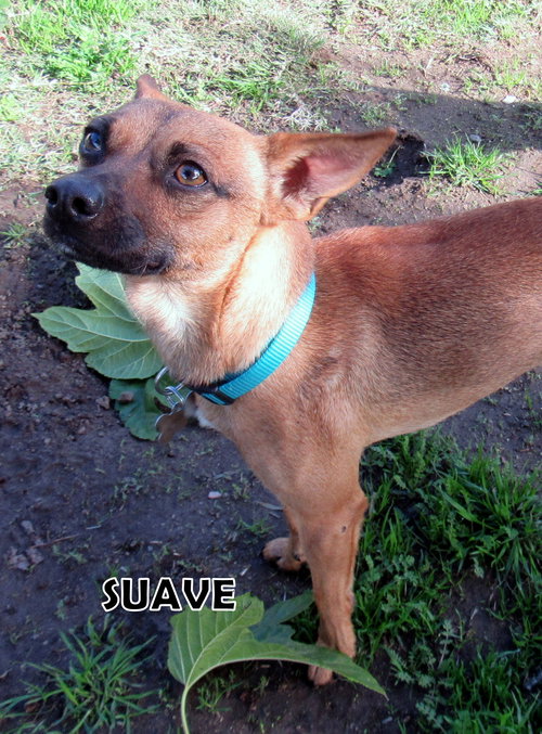 Suave