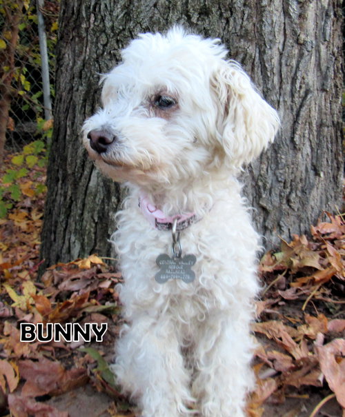 Bunny(Ritzy)