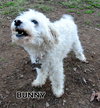 Bunny(Ritzy)