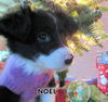 Noel (Puppy)