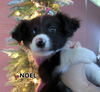 Noel (Puppy)