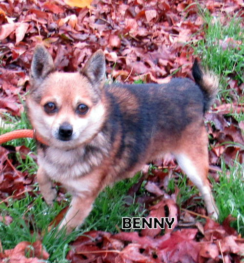 Benny