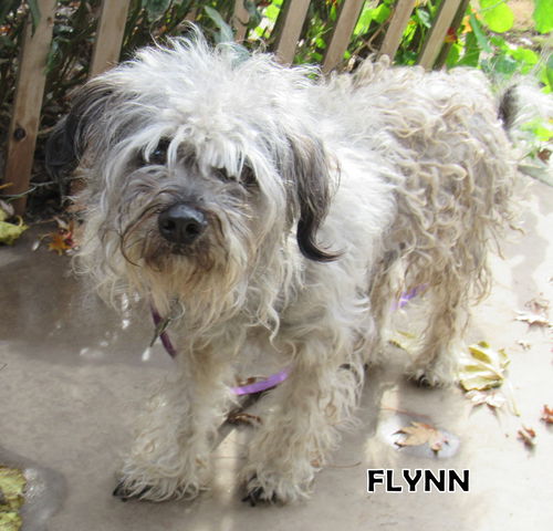 Flynn (Ritzy)