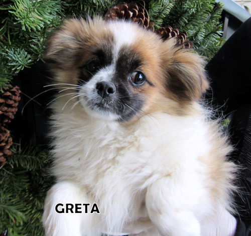 Greta (Puppy)