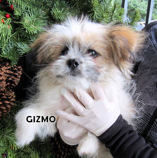 Gizmo