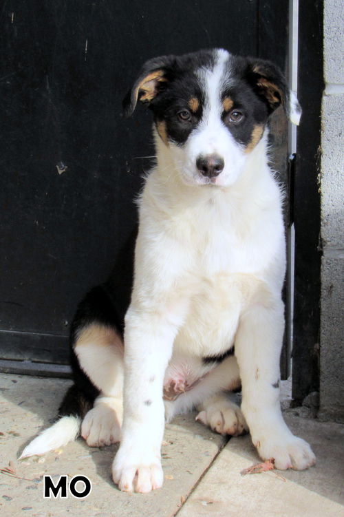 Mo (Puppy)