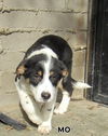 Mo (Puppy)