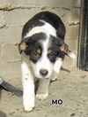 Mo (Puppy)