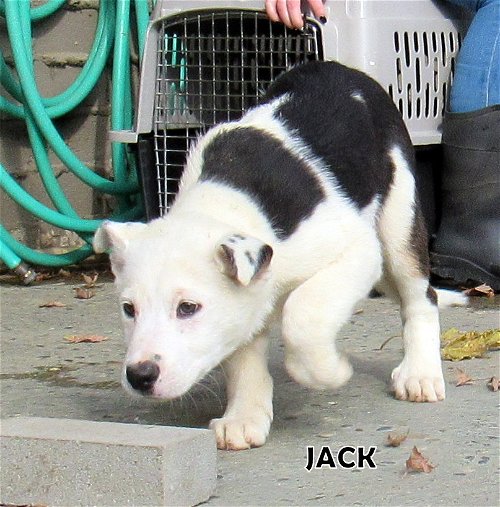 Jack (Puppy)