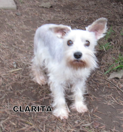 Clarita (Ritzy)