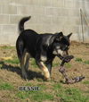 Bessie