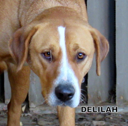 Delilah