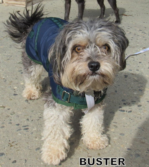 Buster (Ritzy)