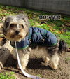 Buster (Ritzy)
