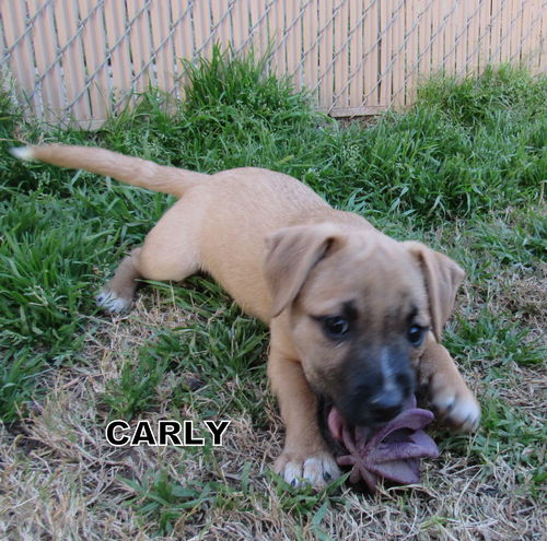 Carly (Puppy)