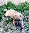 Carly (Puppy)