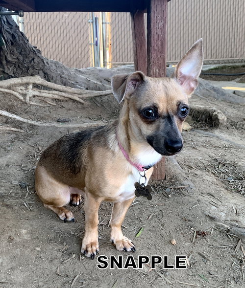 Snapple