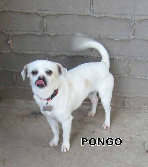 Pongo